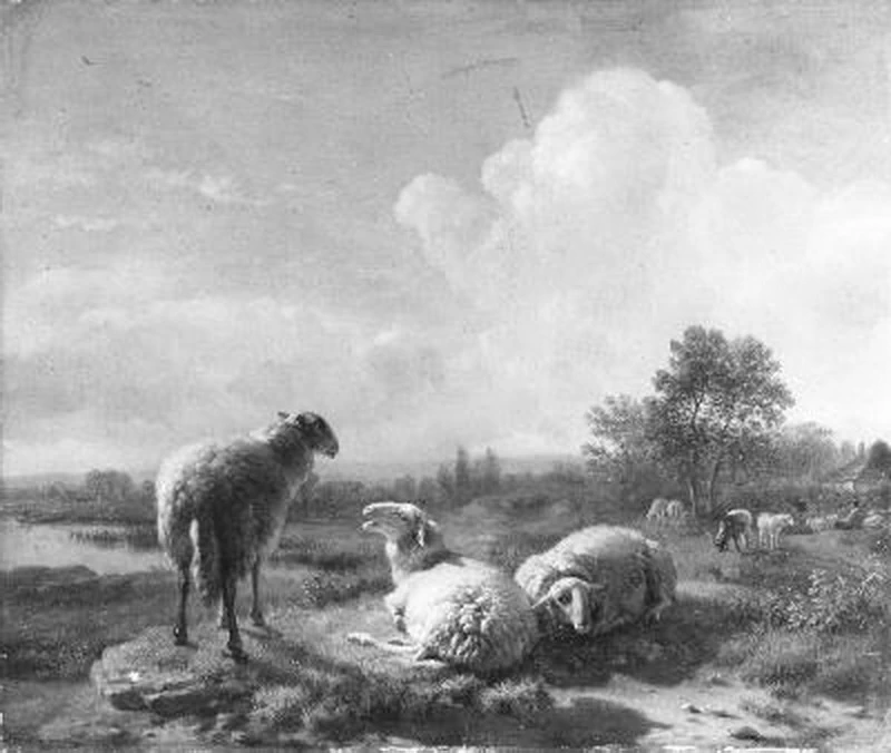 Pecore al pascolo e a riposo in un paesaggio pianeggiante